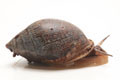 Pythia scarabaeus Unawatuna, Sri Lanka adult